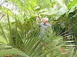 Palmengarten