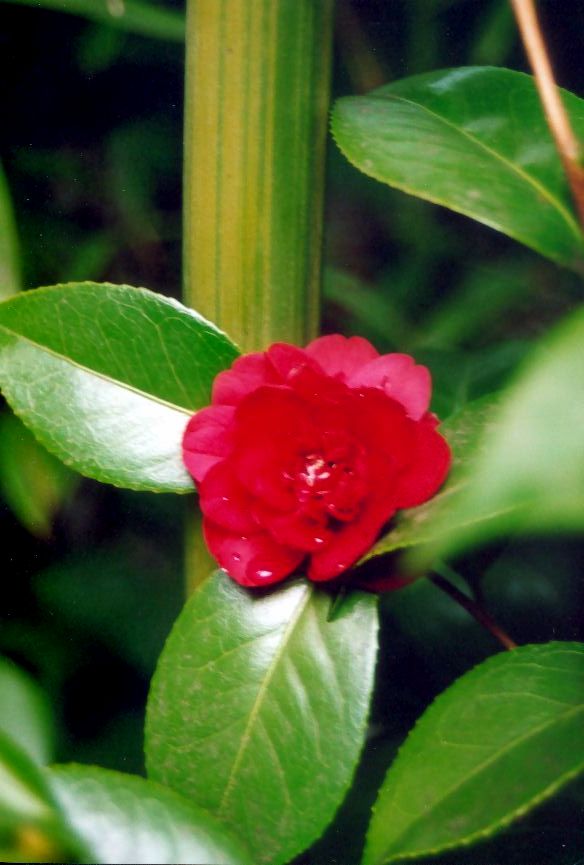 Zurck zur Gartengestaltung 