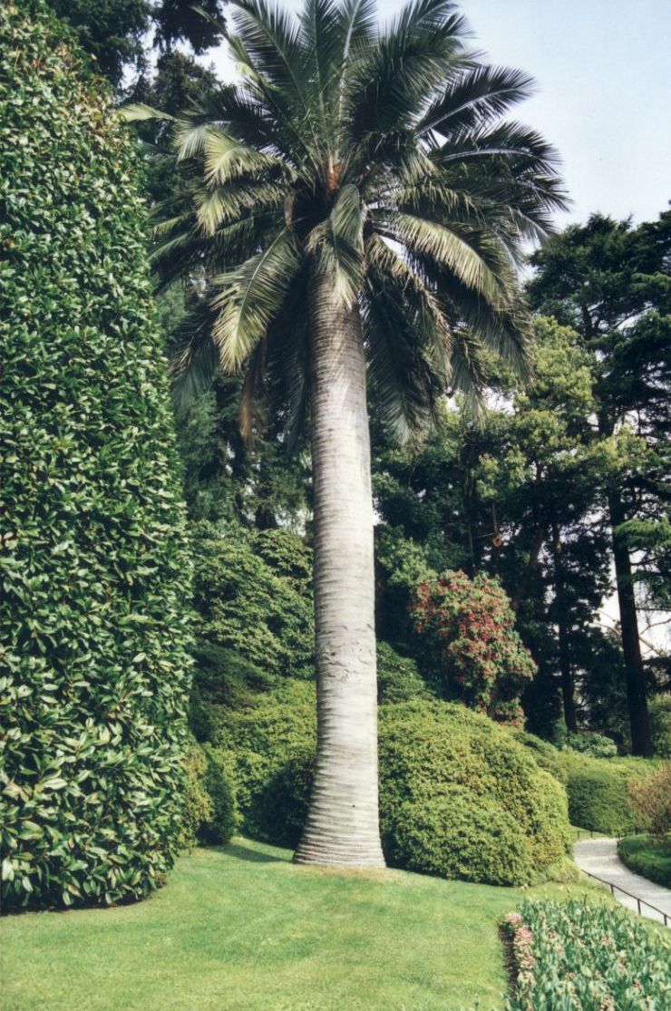 Zurck zu Einstieg in die Jubaea chilensis