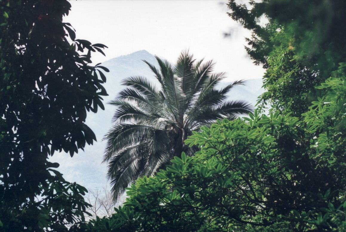 Zurck zu Einstieg in die Jubaea chilensis