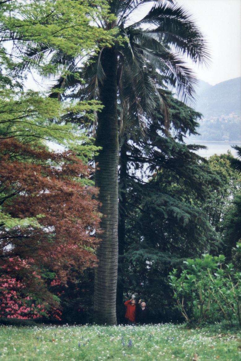 Zurck zu Einstieg in die Jubaea chilensis