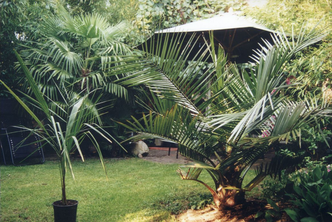 Zurck zu Einstieg in die Jubaea chilensis