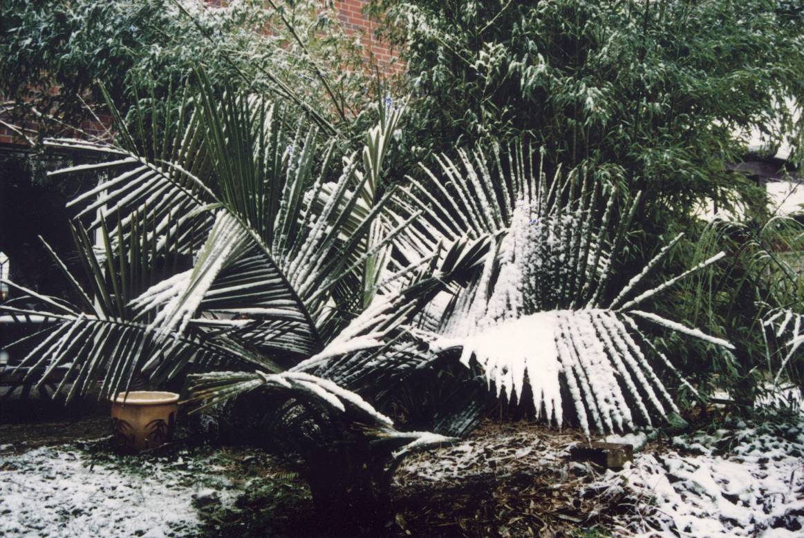 Zurck zu Einstieg in die Jubaea chilensis