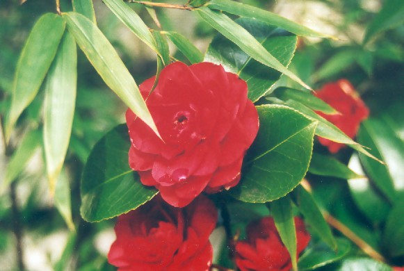 Zurck zur Gartengestaltung