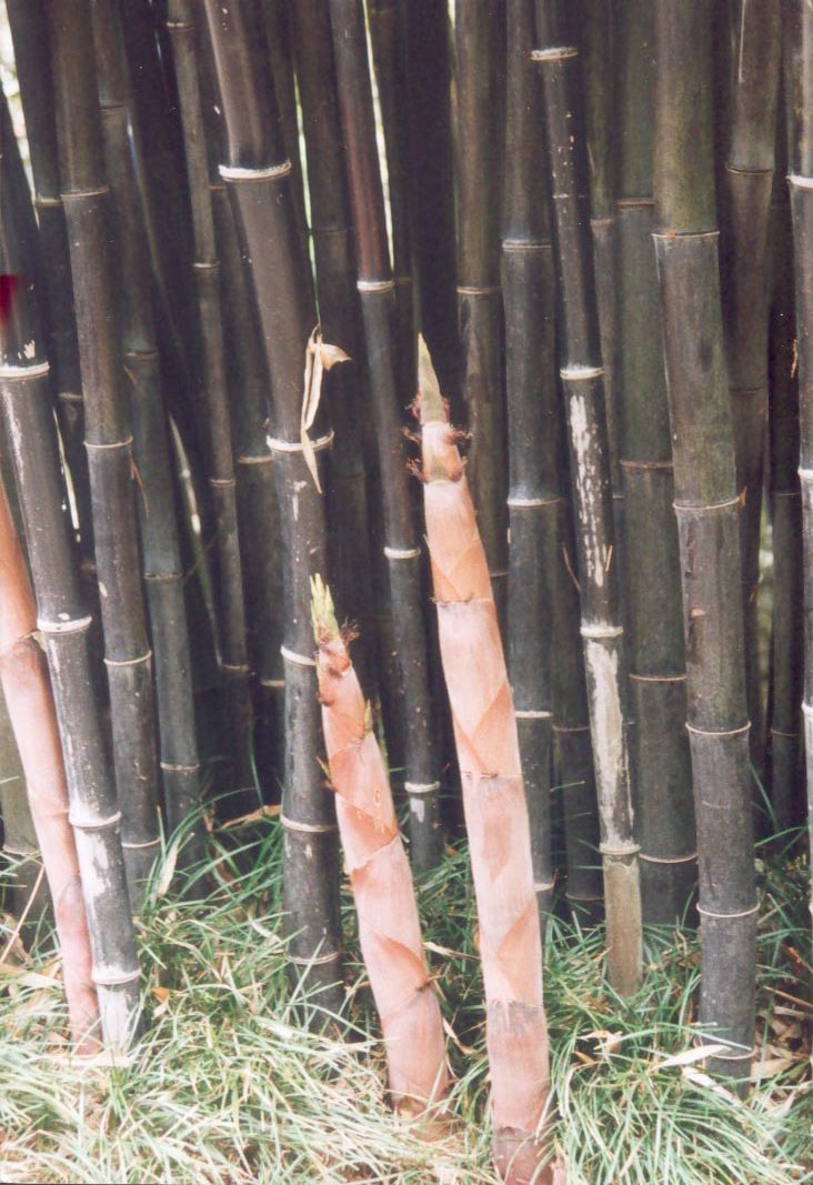 Zurck zu Bambuswahl
