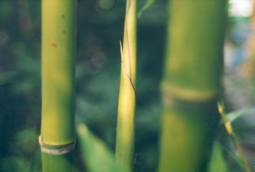 Zurck zu Phyllostachys rubromarginata