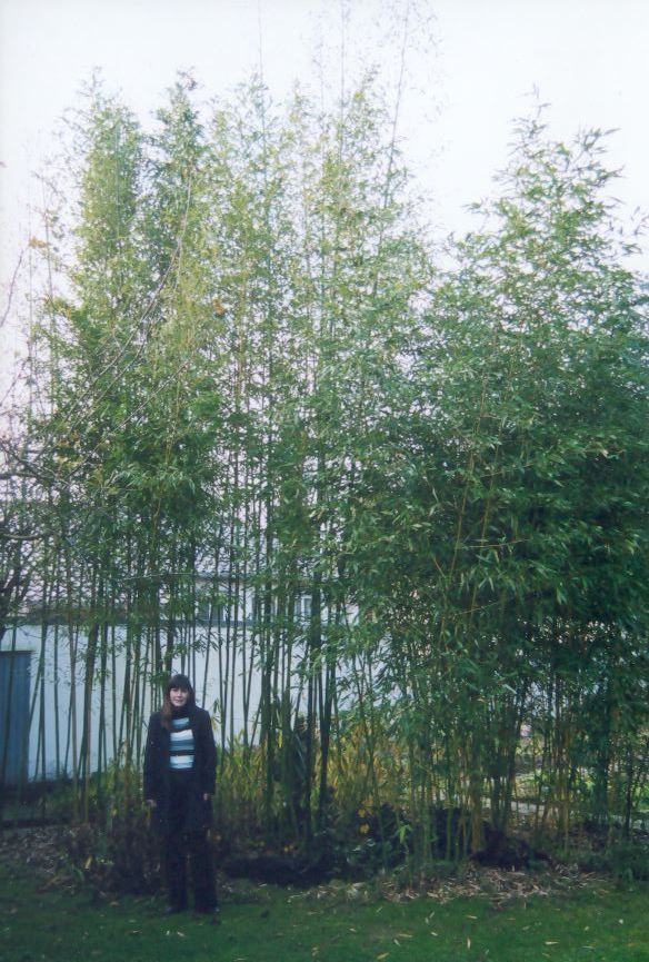 Zurck zu Phyllostachys rubromarginata