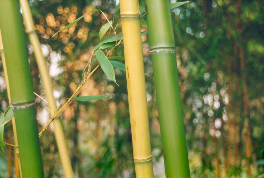 Zurck zu Phyllostachys rubromarginata