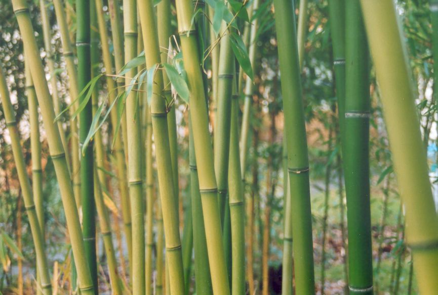 Zurck zu Phyllostachys rubromarginata