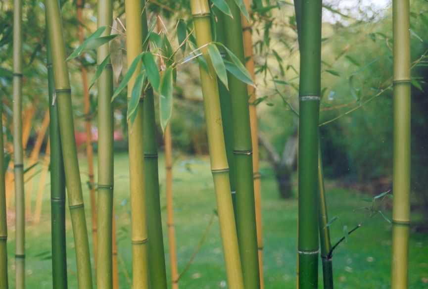 Zurck zu Phyllostachys rubromarginata