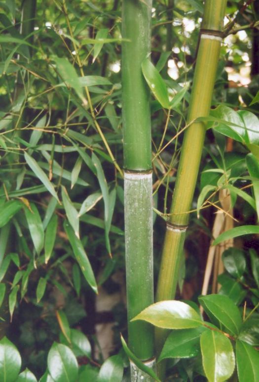 Zurck zu Phyllostachys violascens