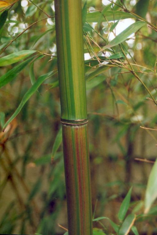 Zurck zu Phyllostachys violascens