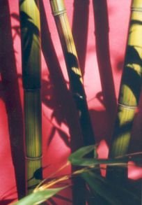 Phyllostachys violascens