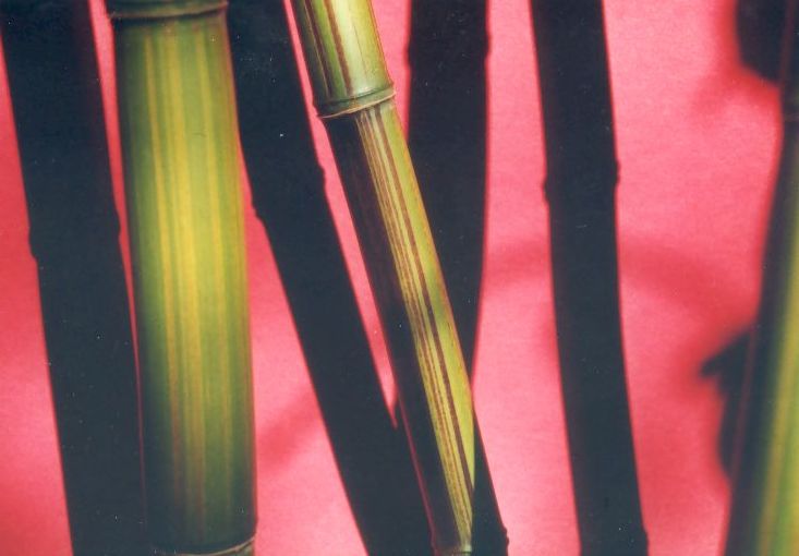 Zur�ck zu Phyllostachys violascens