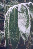 Winterh�rte